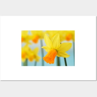 Narcissus  &#39;Jetfire&#39;   AGM  Daffodil  Div.  6 Cyclamineus Posters and Art